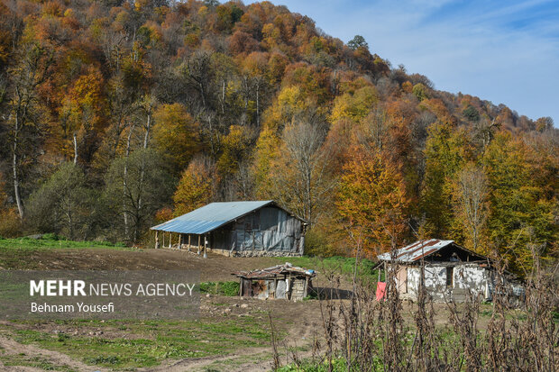 جنگل های پاییزی مازندران