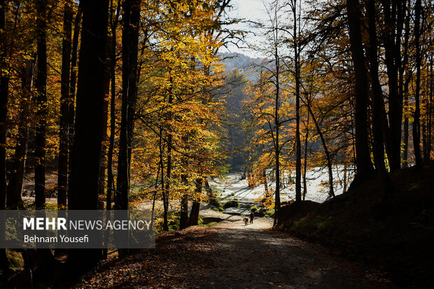 جنگل های پاییزی مازندران