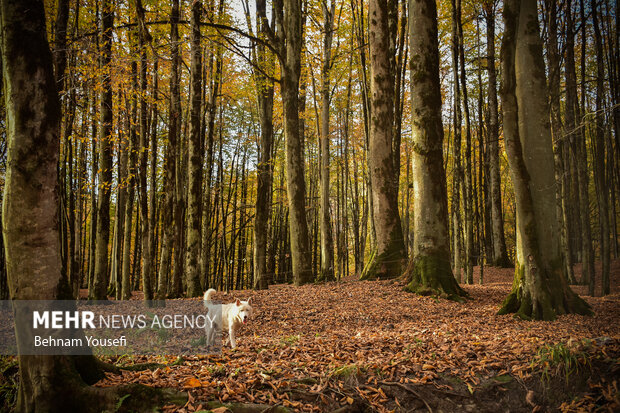 جنگل های پاییزی مازندران