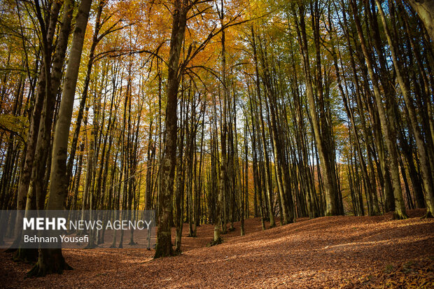 جنگل های پاییزی مازندران