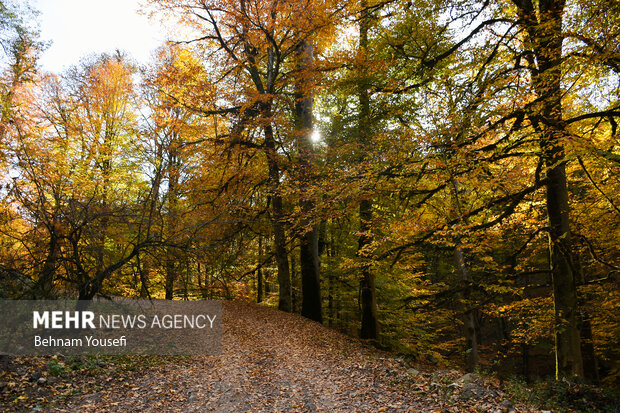 جنگل های پاییزی مازندران