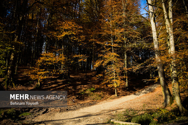 جنگل های پاییزی مازندران