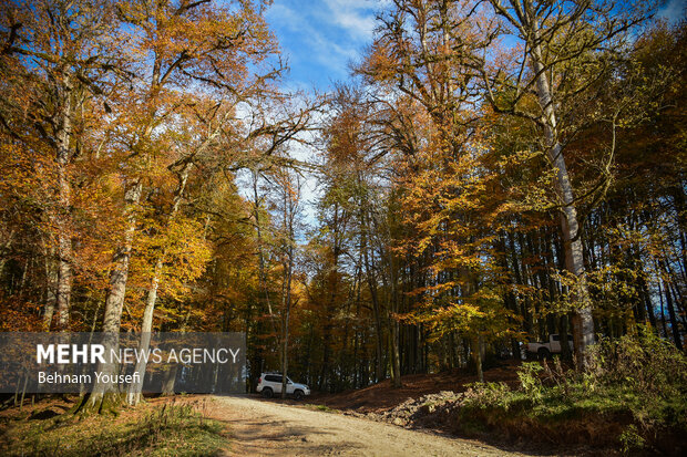 جنگل های پاییزی مازندران