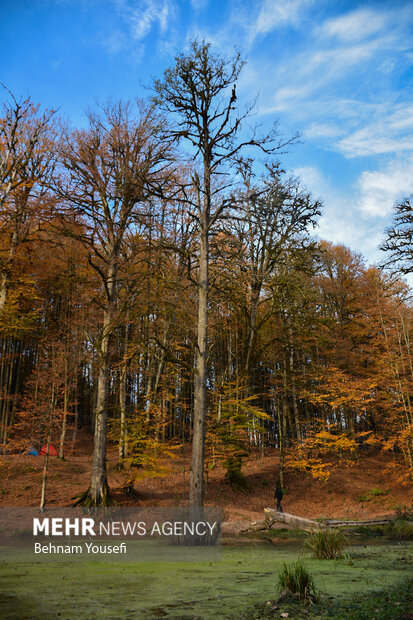 جنگل های پاییزی مازندران
