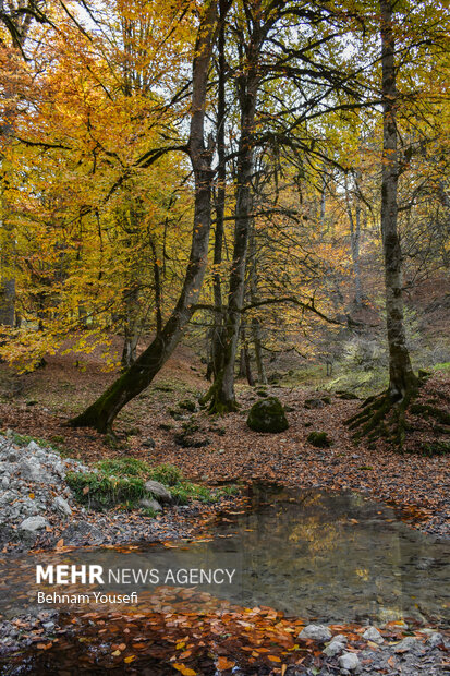 جنگل های پاییزی مازندران