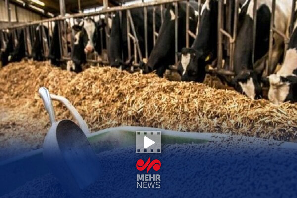 روایت کمیسیون کشاورزی مجلس از انحصار نهاده‌های دامی