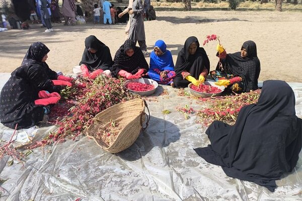 برگزاری نخستین جشنواره چای ترش در دلگان