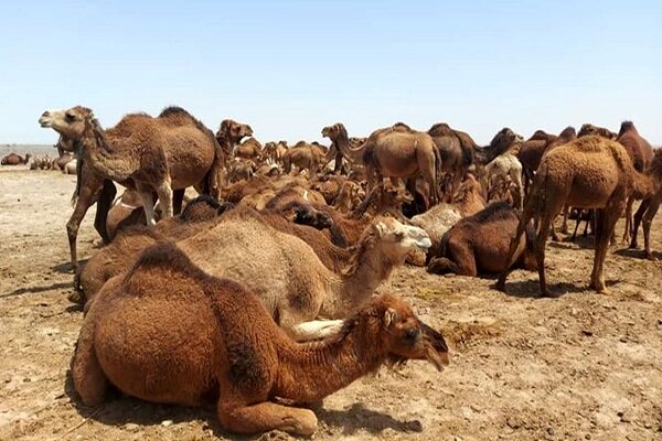 شتر؛ سرمایه سرگردان جنوب کرمان در دام دلالان