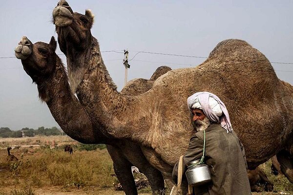 توسعه شترپروری آغاز شد