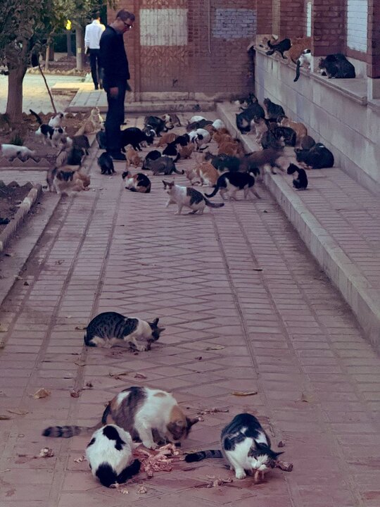 خیانت به محیط زیست با ژست حمایت از حیوانات