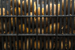 تیموری: ۳۰ هزار تن کیوی از مازندران صادر شد