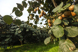 ۱۹۰۰ محموله کیوی و نارنگی از مازندران صادر شده است