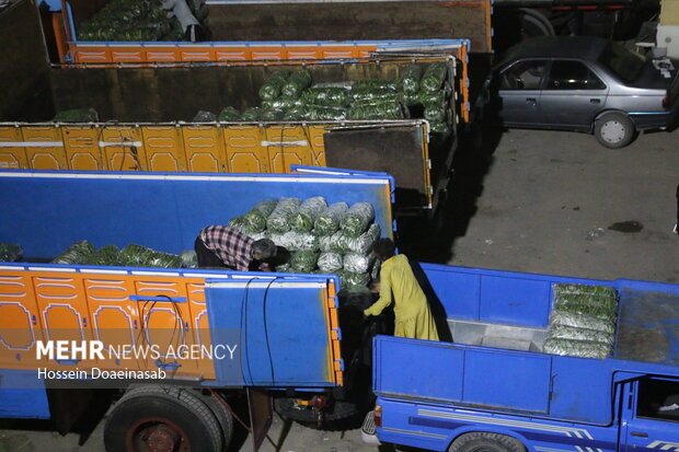 بارگیری خیار هشتبندی و ارسال به سراسر کشور