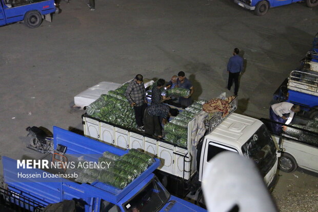 بارگیری خیار هشتبندی و ارسال به سراسر کشور