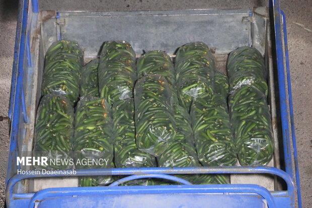 بارگیری خیار هشتبندی و ارسال به سراسر کشور