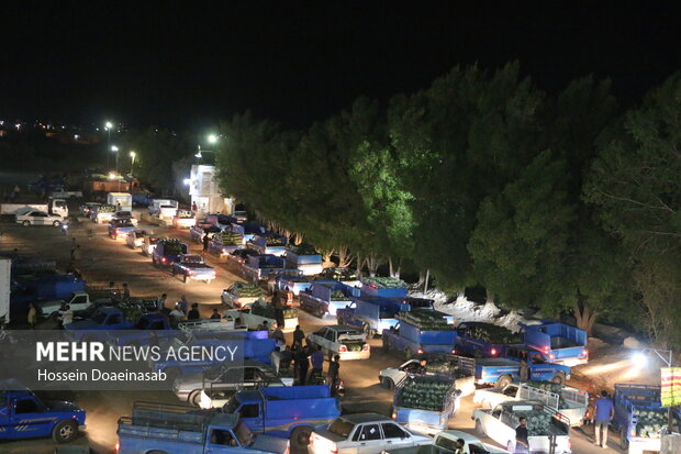 بارگیری خیار هشتبندی و ارسال به سراسر کشور