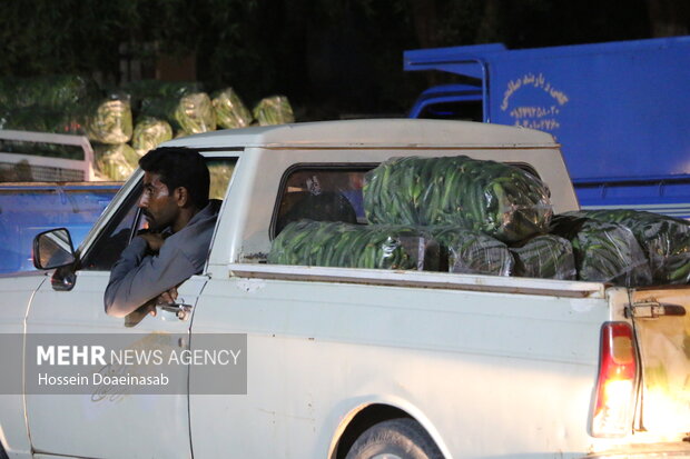 بارگیری خیار هشتبندی و ارسال به سراسر کشور