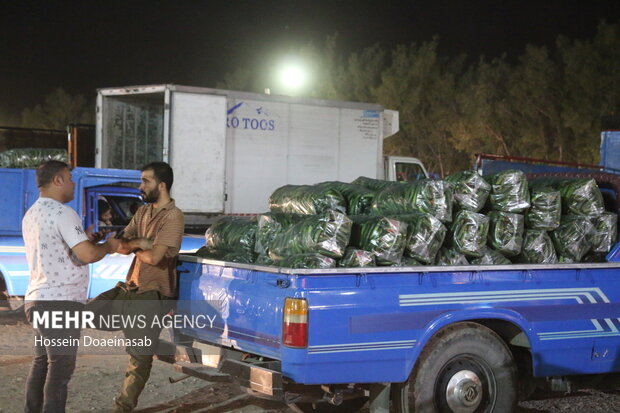 بارگیری خیار هشتبندی و ارسال به سراسر کشور