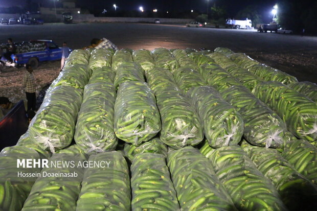 بارگیری خیار هشتبندی و ارسال به سراسر کشور