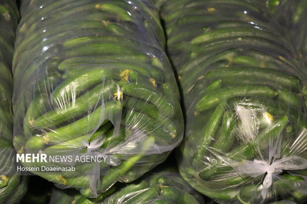 بارگیری خیار هشتبندی و ارسال به سراسر کشور