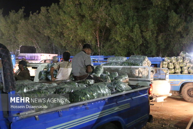 بارگیری خیار هشتبندی و ارسال به سراسر کشور