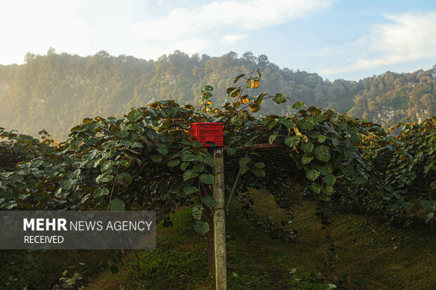 برداشت کیوی از باغات سلمان‌شهر