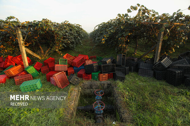 برداشت کیوی از باغات سلمان‌شهر