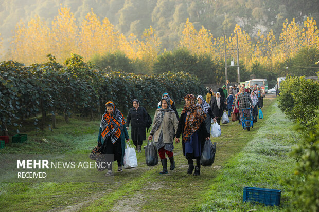 برداشت کیوی از باغات سلمان‌شهر
