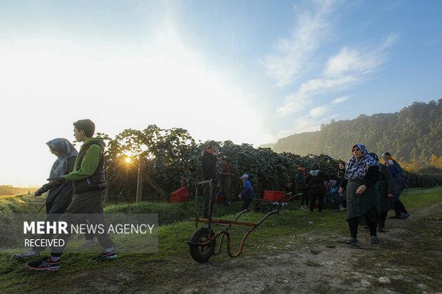 برداشت کیوی از باغات سلمان‌شهر