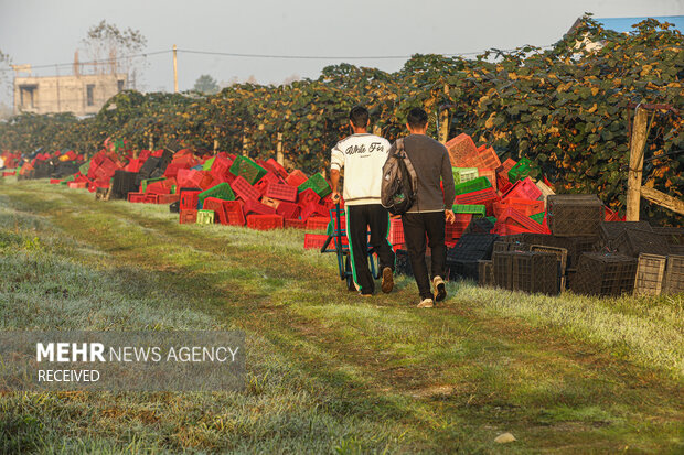 برداشت کیوی از باغات سلمان‌شهر