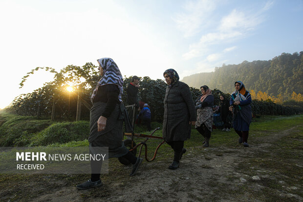 برداشت کیوی از باغات سلمان‌شهر