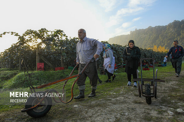 برداشت کیوی از باغات سلمان‌شهر