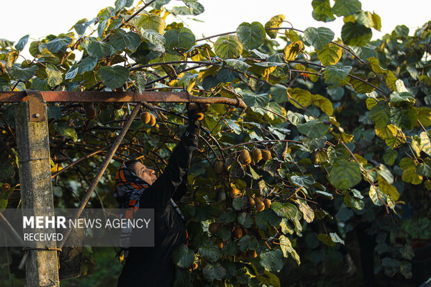 برداشت کیوی از باغات سلمان‌شهر