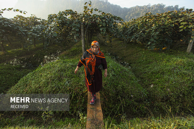 برداشت کیوی از باغات سلمان‌شهر