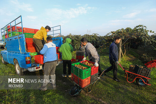 برداشت کیوی از باغات سلمان‌شهر