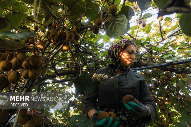 برداشت کیوی از باغات سلمان‌شهر