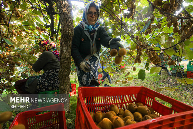 برداشت کیوی از باغات سلمان‌شهر