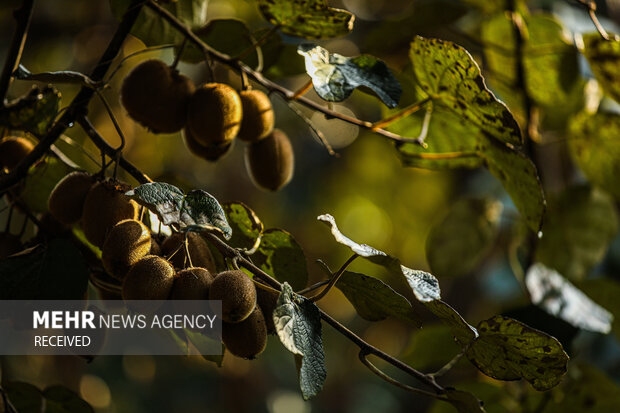 برداشت کیوی از باغات سلمان‌شهر