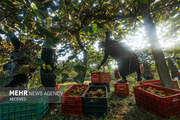 برداشت کیوی از باغات سلمان‌شهر