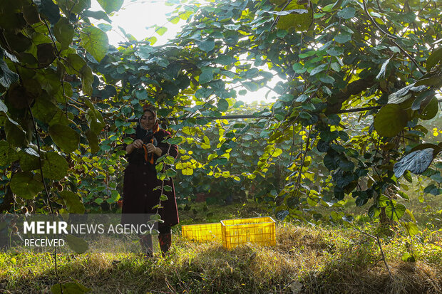 برداشت کیوی از باغات سلمان‌شهر
