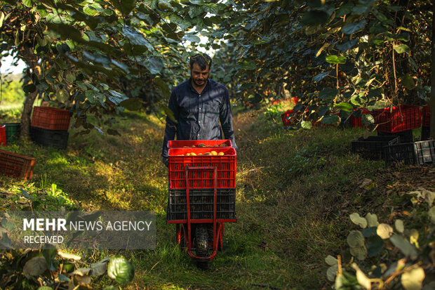 برداشت کیوی از باغات سلمان‌شهر