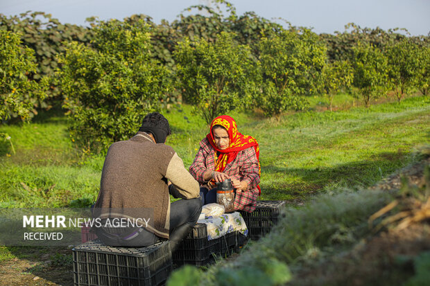 برداشت کیوی از باغات سلمان‌شهر