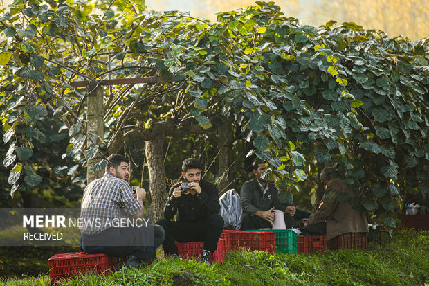 برداشت کیوی از باغات سلمان‌شهر