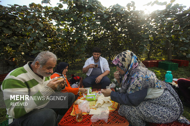 برداشت کیوی از باغات سلمان‌شهر
