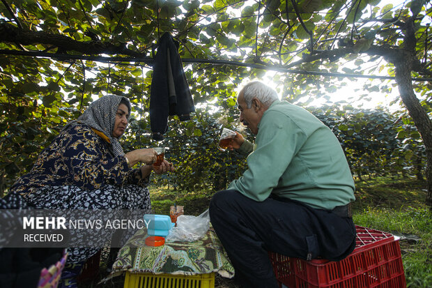 برداشت کیوی از باغات سلمان‌شهر