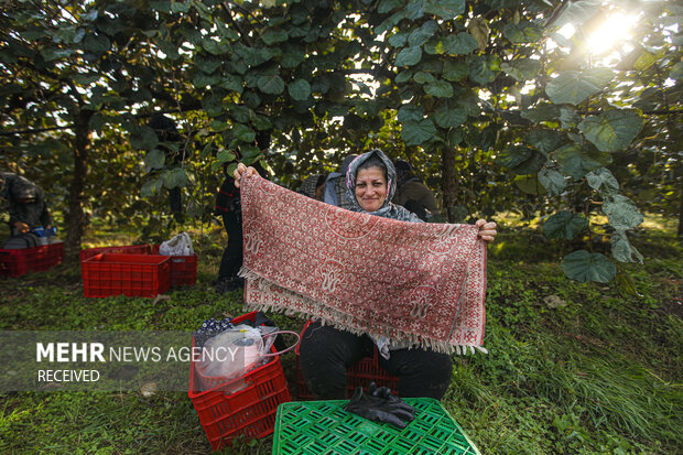 برداشت کیوی از باغات سلمان‌شهر