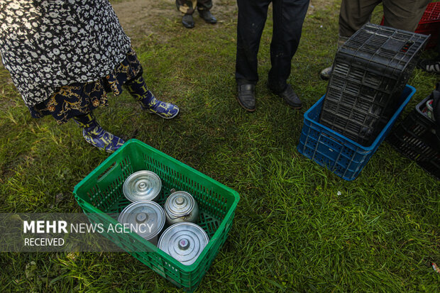 برداشت کیوی از باغات سلمان‌شهر