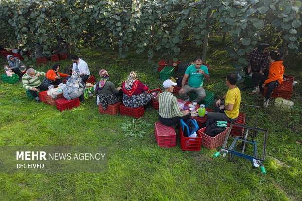 برداشت کیوی از باغات سلمان‌شهر