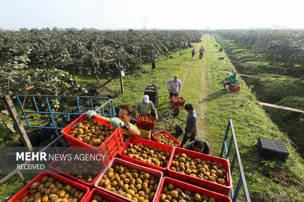 برداشت کیوی از باغات سلمان‌شهر