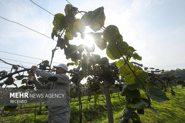برداشت کیوی از باغات سلمان‌شهر